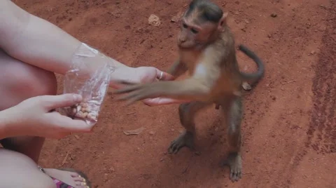 Clever monkey snatches food from girl's hands Video stock 59797212