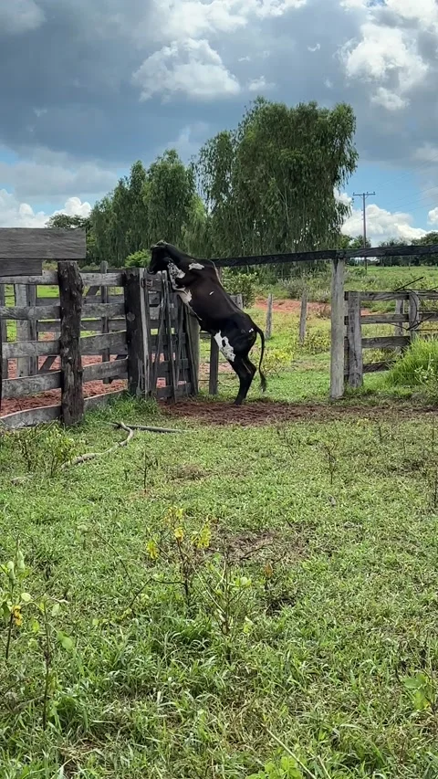 Clever Ox Opens Gate, Sonora, Mato Grosso do Sul, Brazil - 22 Jan 2025 Stock Footage 300377198