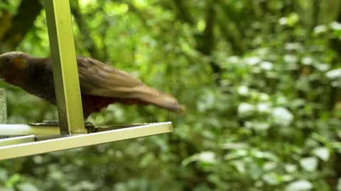 Clever parrot on a rail, smart native bird will soon prevail Stock-Footage 337027549