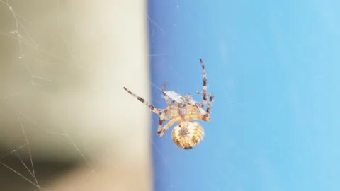 Clever spider weaves its silk design, spinning a trap along the line Stock Footage 338315583