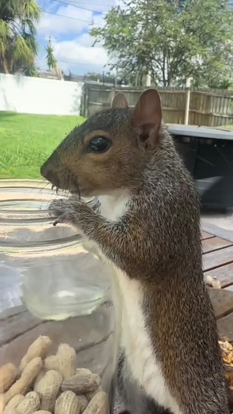 Clever Squirrel Trying to Grab Peanuts from a Glass Jar Vídeo Stock 343115342