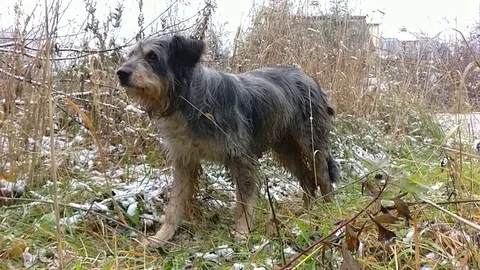 Clever stray dog, slow motion video Stock Footage 81643435