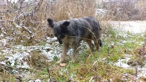 Clever stray dog, slow motion video Stock Footage 81643559