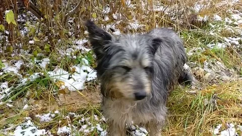 Clever stray dog, slow motion video Stock Footage 81643590