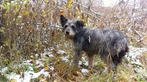 Clever stray dog, slow motion video 動画素材 81643622