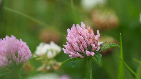 Clever veter 2 Stock Footage 157144242