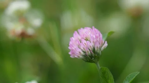 Clever veter Stock Footage 157144168