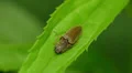 Click Beetle (Agriotes oblongicollis) 1 HD Footage