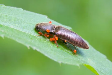 Click beetle (agriotes sputator) infested by parasites Stock Photos