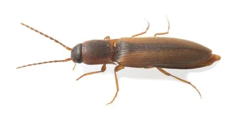Click beetle, Dalopius marginatus isolated on white background Stock Photos