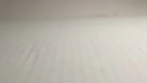 Click beetle jumping on its back on a white background | Insects Stock Footage 283109524