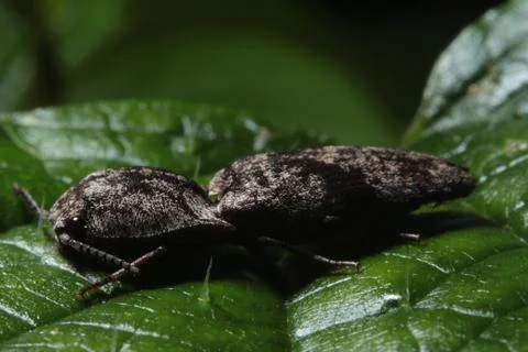 Click Beetle Macro Stock Photos