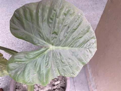 A click of big green leaf. Stock Photos