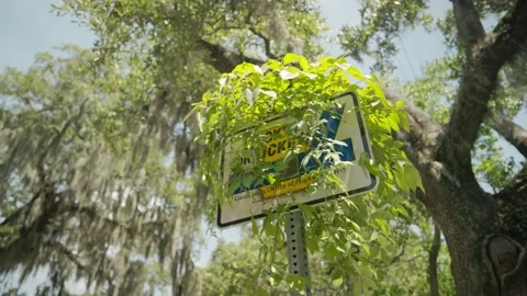 Click it or Ticket Street Sign Overgrown with Ivy Stock Footage 203510603
