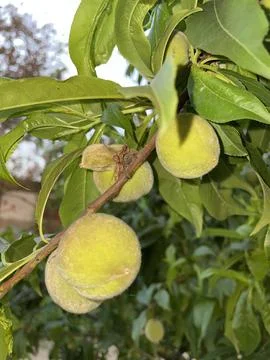 A click of peach fruit at night. Stock Photos