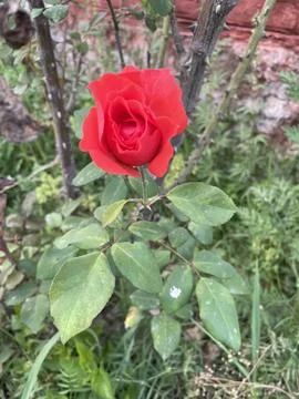 A click of red bloom. Stock Photos