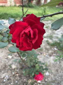 A click of red rose. Stock Photos
