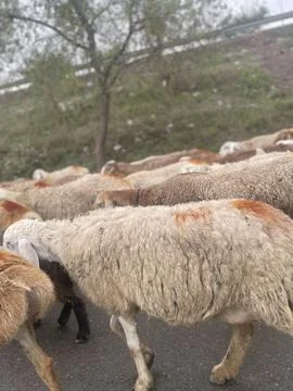 A click of sheep from car. Stock Photos