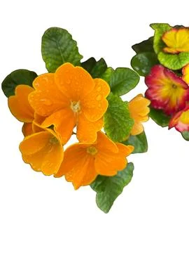 A click of yellow flower. Stock Photos