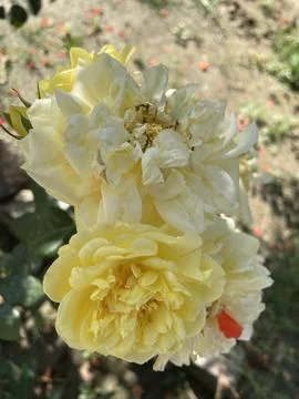 A click of yellow flower. Stock Photos