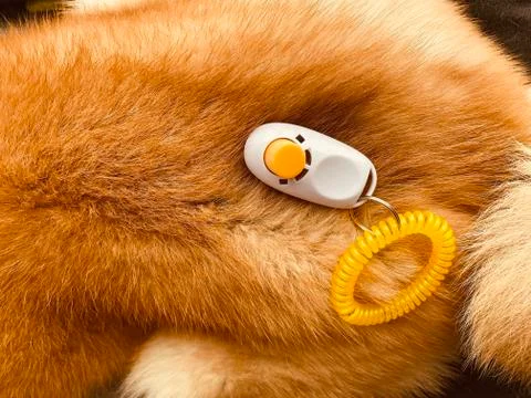 Clicker trainer Stock Photos