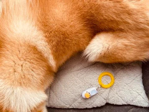 Clicker trainer Stock Photos