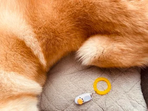 Clicker trainer Stock Photos