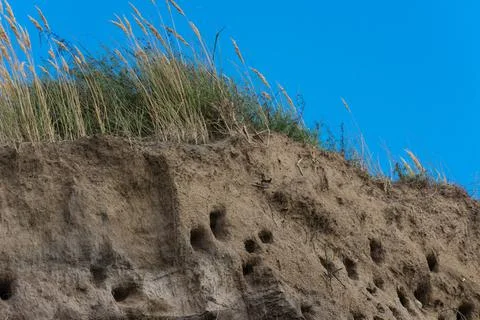 Cliff of Ahrenshoop Stock Photos