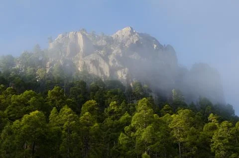 Cliff and forest. Stock Photos