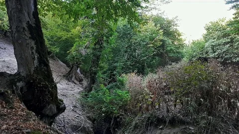 Cliff and an old forest Stockbeeldmateriaal 80412219