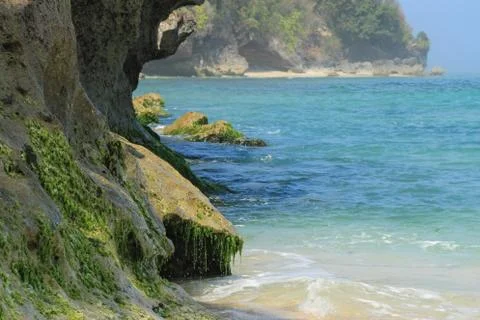 Cliff beach with algae Stock Photos
