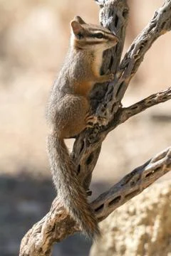 Cliff Chipmunk on Branch Stock Photos