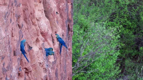 On cliff edge Endangered Lears Indigo Macaw parrot bird nesting cliff in Stock Footage 327414065