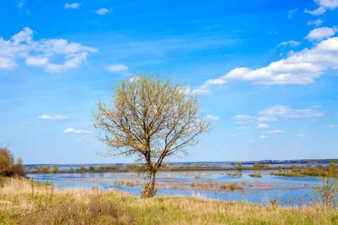 On a cliff edge lonely tree growing Stock Photos
