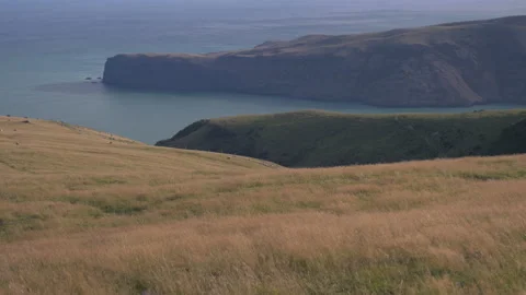 Cliff on the edge of the ocean with a meadow in the foreground, in New Zealand Stock Footage 217159942