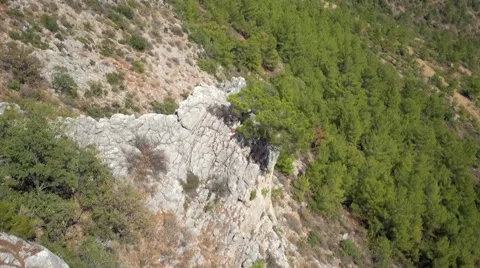 Cliff fall tree Video stock 67901841