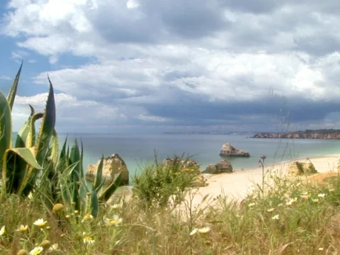 Cliff Flowers Stock Footage 490113