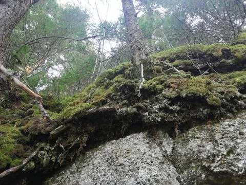 A cliff in the forest Foto stock