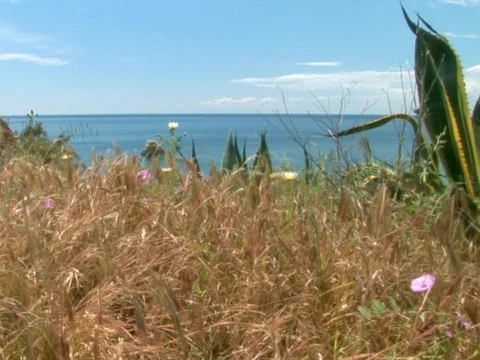 Cliff Grass Stock Footage 490114