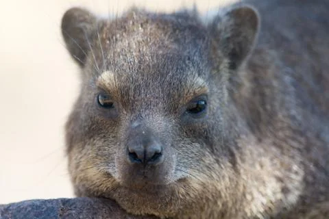Cliff Hyrax in Namibia Stock Photos