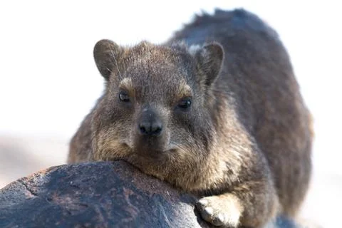 Cliff Hyrax Stock Photos