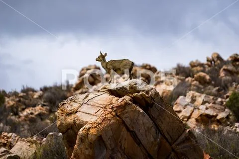 Cliff jumper Stock Photos