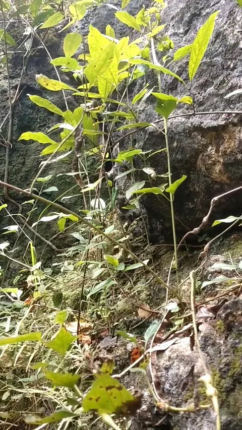 Cliff land", "forest vegetation" Stock Footage 327654371