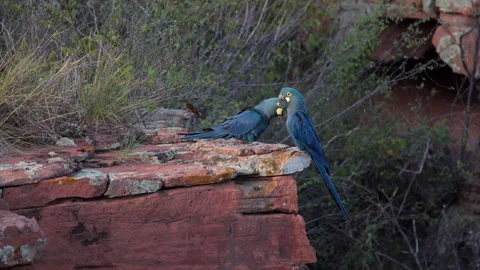 Cliff perched Endangered Lears Indigo Macaw parrot bird nesting cliff in Stock Footage 326029907