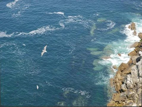 Cliff with seagulls Stock Photos