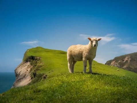 Cliff Sheep at Golden Bay New Zealand Stock Photos