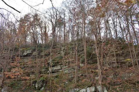 A Cliff Side Covered in Dead Trees Stock Photos
