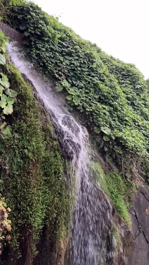 Cliff with small waterfall. Stream of water falls from green grassy rock Stock Footage 260663938