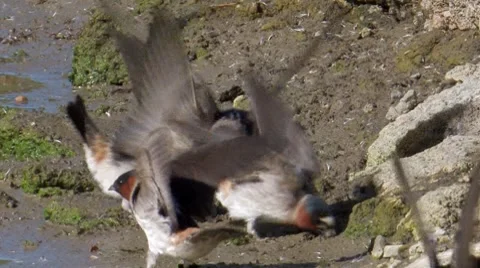 Cliff Swallow 1 Stock Footage 8508603