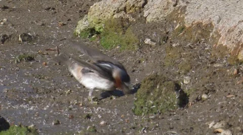 Cliff Swallow 2 Stock Footage 8508597